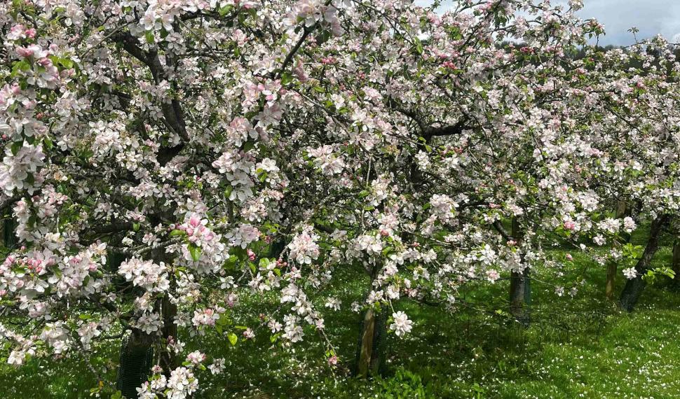 The buds on the orchard tree in full bloom during May