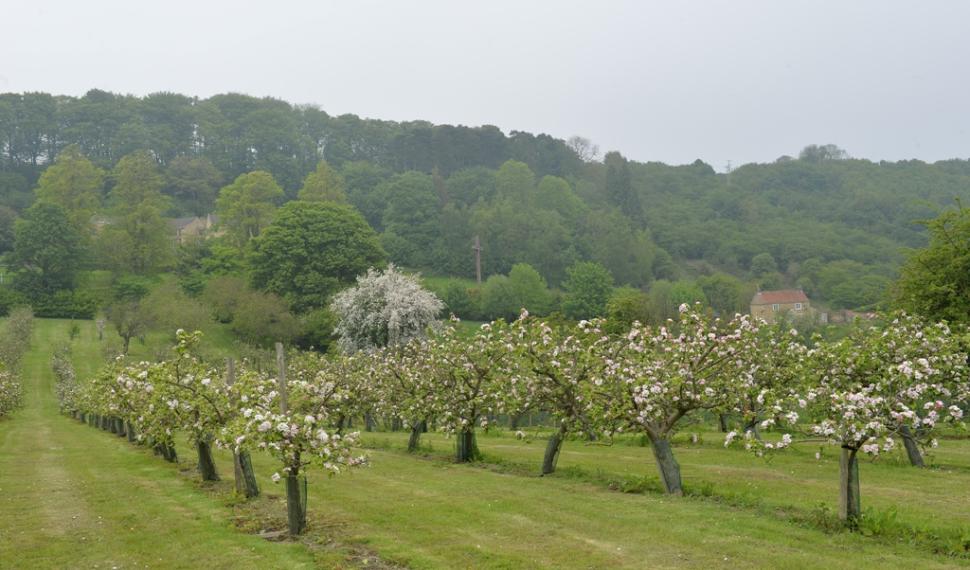 Rows of apple trees