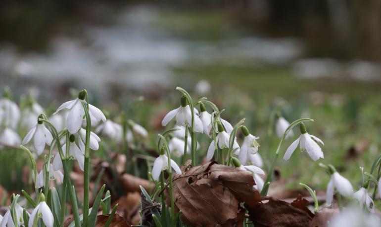 Snowdrops in Monks Wood