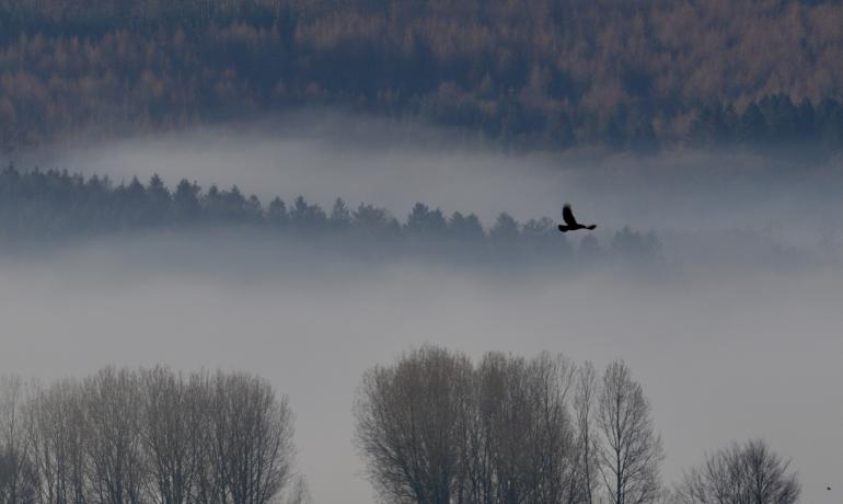 Bird flying across a misty Ampleforth valley.