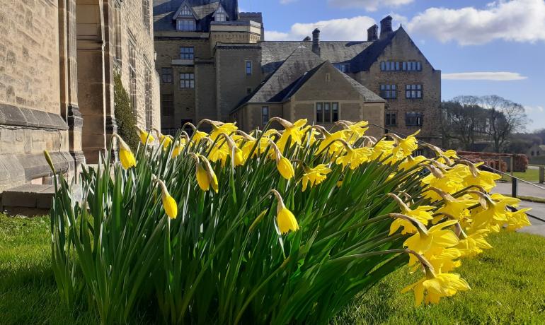 Sun dappled daffodils in front of the West Wing building