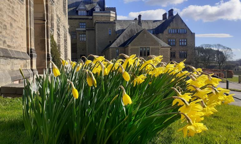 Daffodils at Ampleforth Abbey