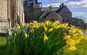Daffodils outside the Abbey Church